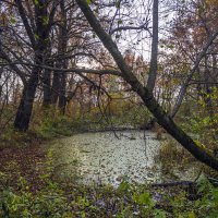 Осень в лесу :: Сергей Цветков Осень в лесу :: Сергей Цветков