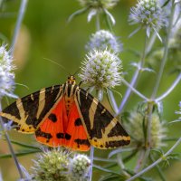 Медведица Гера :: Наталья Димова Медведица Гера :: Наталья Димова