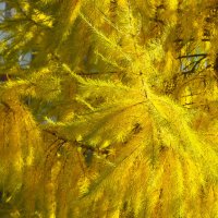 Солнечная осень. :: юрий Амосов Солнечная осень. :: юрий Амосов