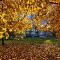 Золото осени :: Евгений 
