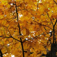 осенний дуб :: Елена Шаламова