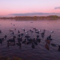 Лысухи :: Сапсан 