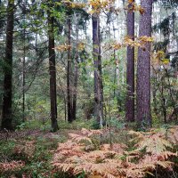 В осеннем лесу :: Рита Симонова