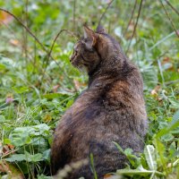 Уличный кот :: Александр Синдерёв