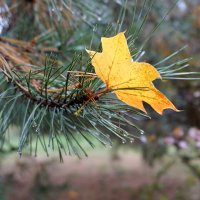 Дай пять !!! :: Лариса Корж Дай пять !!! :: Лариса Корж