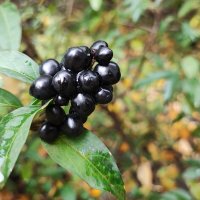 ,,, :: Сергей Тимоновский