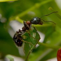 муравей :: Ринат *** муравей :: Ринат ***