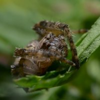 паук :: Ринат *** паук :: Ринат ***