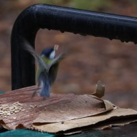 Взлет :: Иван Ермен