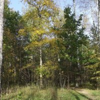 Осень в лесу :: Freddy 97 Осень в лесу :: Freddy 97