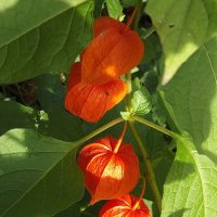 Физалис :: Freddy 97