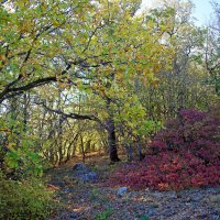 по лесным дорожкам... :: Всеволод 