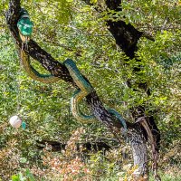 Змей искуситель :: Андрей Щетинин