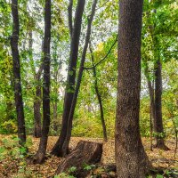 Осенние корни :: Игорь Сарапулов