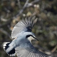 Поползень. :: Сергей Коновалов Поползень. :: Сергей Коновалов