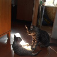 Кот Мура воспитывает свою дочь :: Наталья 