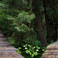 река, Рагуша, Бокситогорск :: Laryan1 