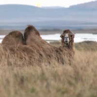 Житель Хакасии :: Марина Фомина.