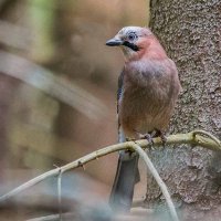 Сойка. :: Nik Lovec