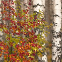 краски осени :: Анастасия Северюхина