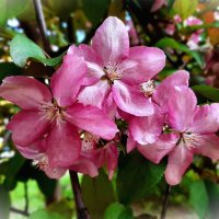 Яблоня Холла. Май. :: Ирина Via Яблоня Холла. Май. :: Ирина Via