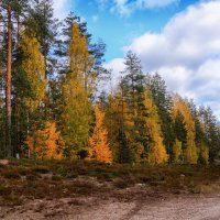 Унылая пора.... :: Ольга Cоломатина