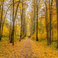 В осеннем парке... :: Владимир Жданов