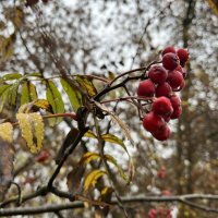 ***в каплях дождя*** :: Olga Oskolkova