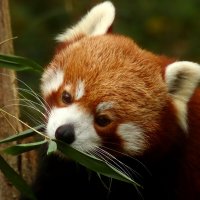 Красная панда :: Юрий. Шмаков