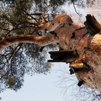 Сосна :: Иван Генералов