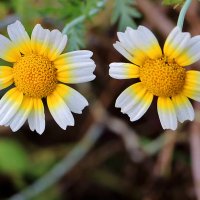 Осенние солнышки :: Светлана 