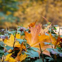 Осенний литс :: Олег Дорошенко