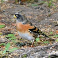 Вьюрок :: Владислав Иопек Вьюрок :: Владислав Иопек