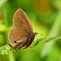 опять бабочки 22 :: Александр Прокудин