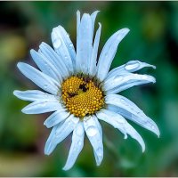 Под октябрьским дождём. :: Aquarius - Сергей