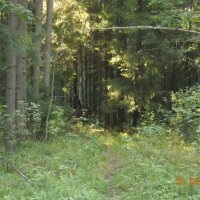 без названия :: fogmeadowww m