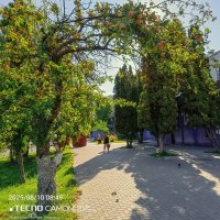 Яблоневое утро :: Игорь Сарапулов