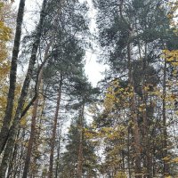 Деревья, парк Кузьминки :: Анна Рамун