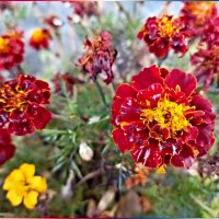 Бархатцы :: Veera V