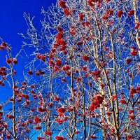 Декабрь...Зимние рябины в парке! :: Владимир 