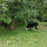 Хорошо,жить... :: Андрей Хлопонин