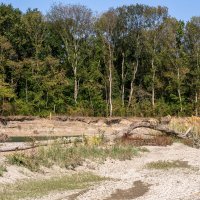 Не дружит река с деревьями :: Игорь Сикорский