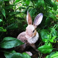 Грустно зайчику :: Людмила Смородинская