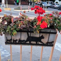 Прогулка по Зеленоградску. Внимание на детали. :: Ольга 