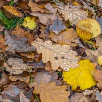 Осенние зарисовки :: Валерий Иванович Осенние зарисовки :: Валерий Иванович