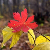 Этюды октября... :: Андрей Заломленков