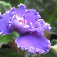 Фиалка :: Елена Семигина