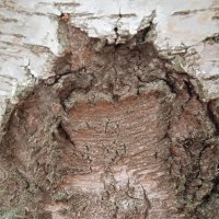 сова на берёзе :: Елена Шаламова