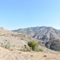 Природа Крыма :: Amazing Cosmea Природа Крыма :: Amazing Cosmea