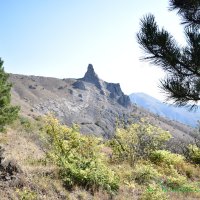 Природа Крыма :: Amazing Cosmea